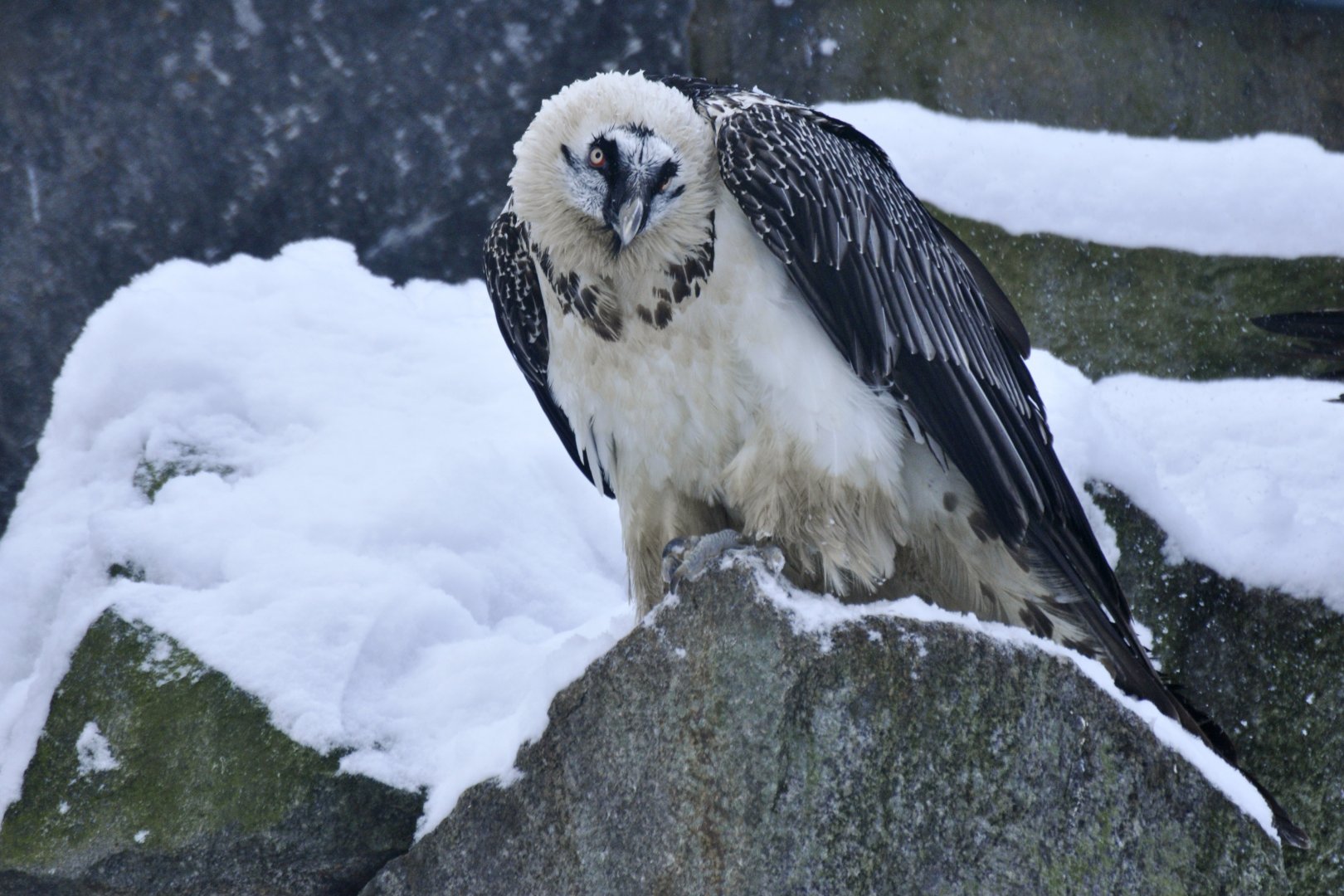 Bearded vulture (Gypaetus barbatus)