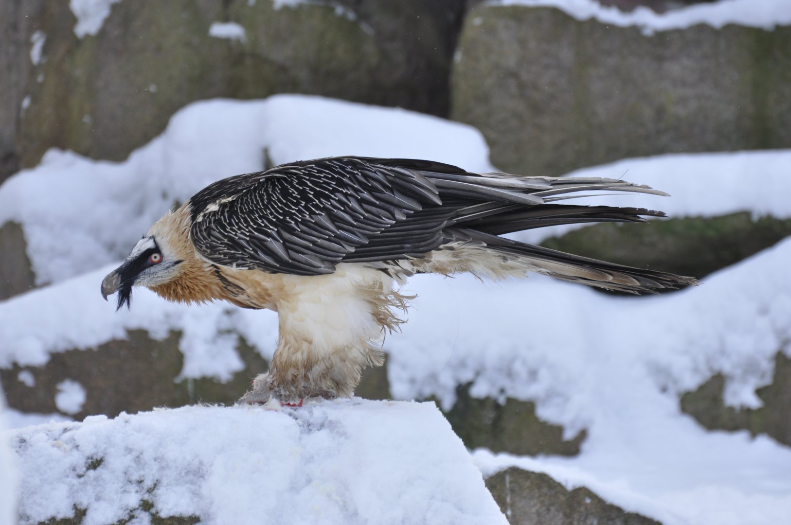 Bearded vulture (Gypaetus barbatus)