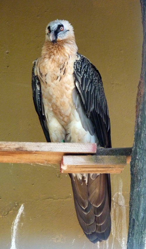 Bearded vulture (Gypaetus barbatus)