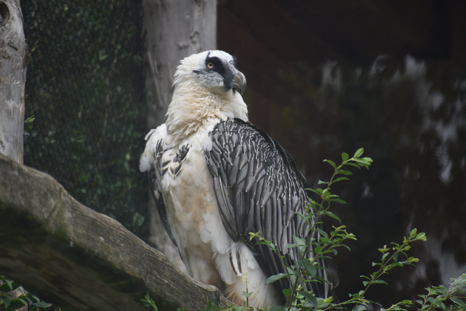 Bearded Vulture - Gypaetus barbatus