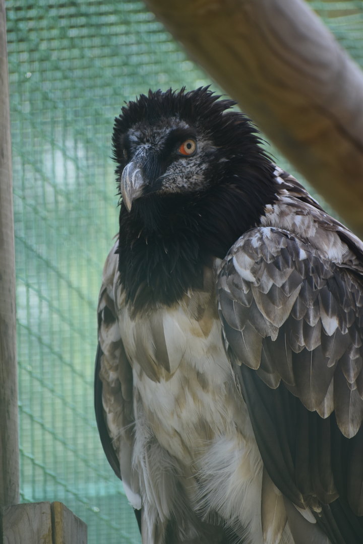 Bearded Vulture - Gypaetus barbatus