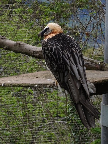 Bearded vulture (Gypaetus barbatus)
