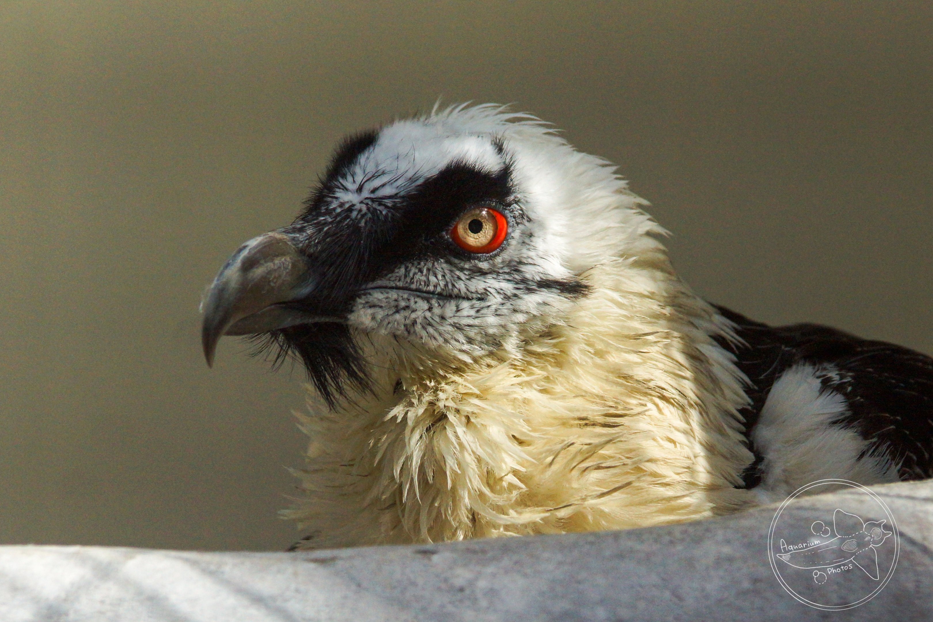 Bearded Vulture (Gypaetus barbatus)
