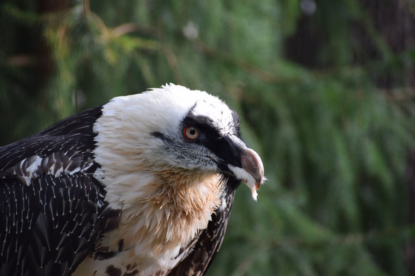 Bearded Vulture (Gypaetus barbatus)