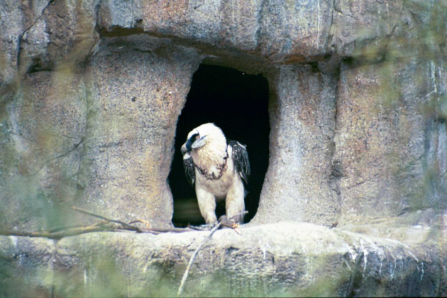 Bearded Vulture - Jan 2005