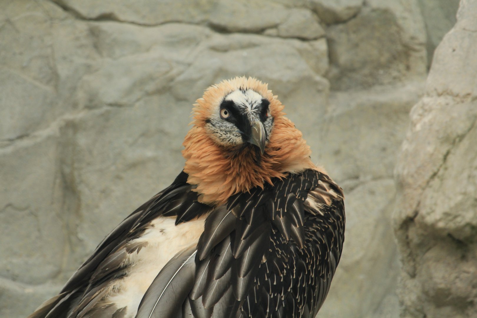 Bearded vulture (May 2018)