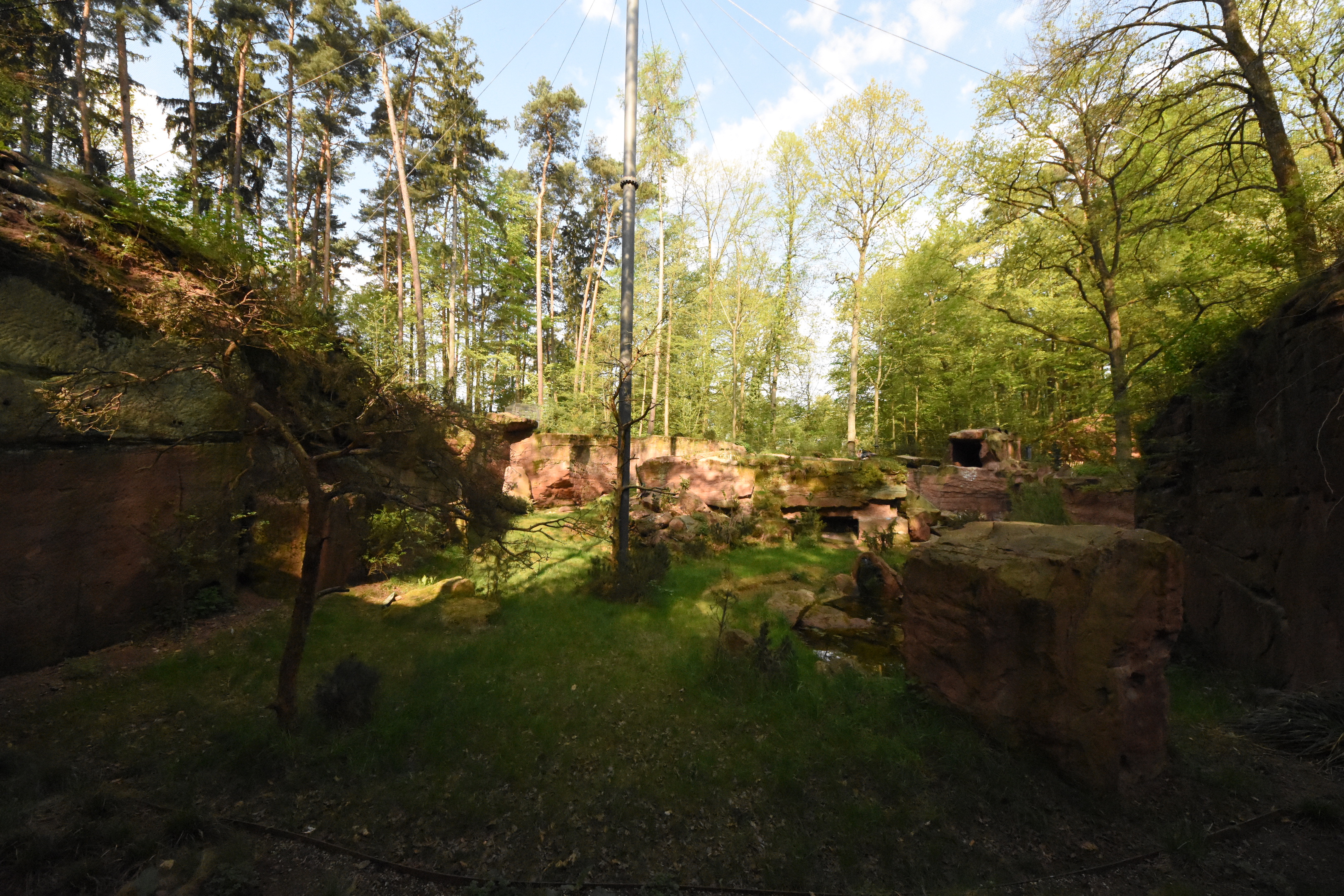 Bearded vulture mixed aviary