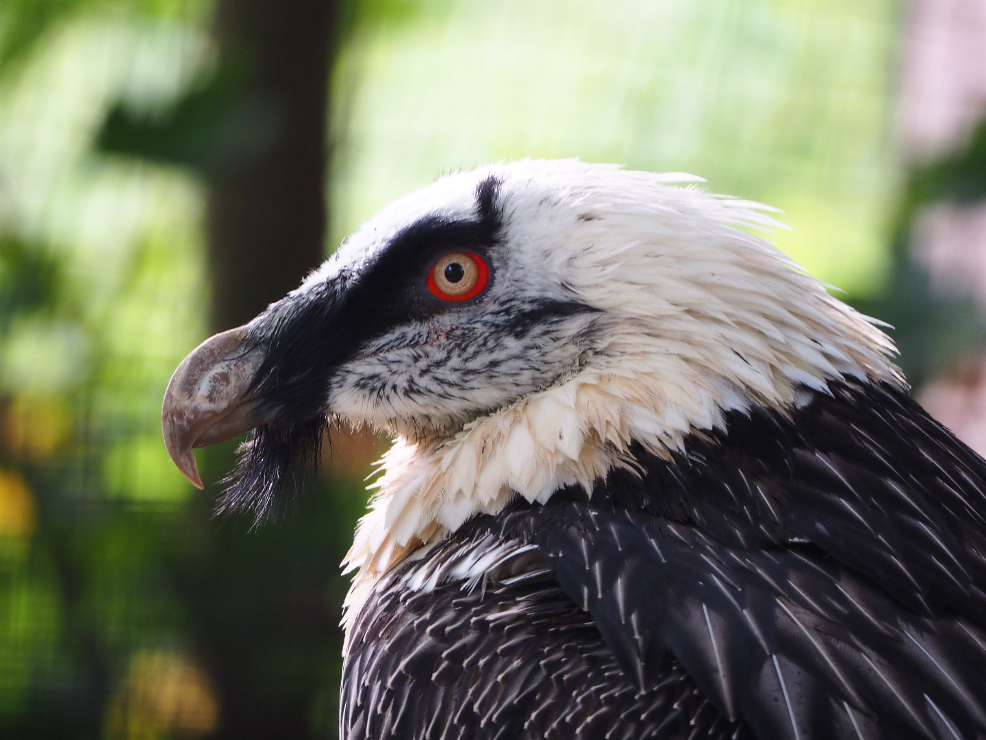 Bearded Vulture or Lammergeier (Gypaetus barbatus barbatus), 2019-10-05