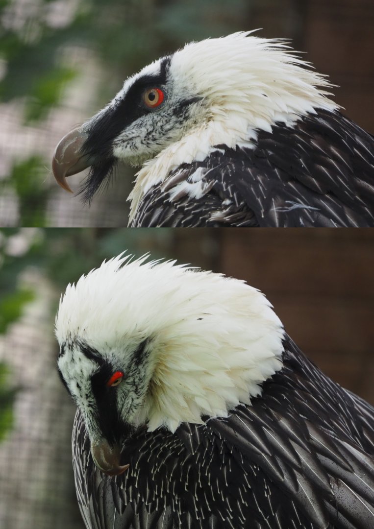 Bearded Vulture or Lammergeier (Gypaetus barbatus barbatus), 2020-09-02