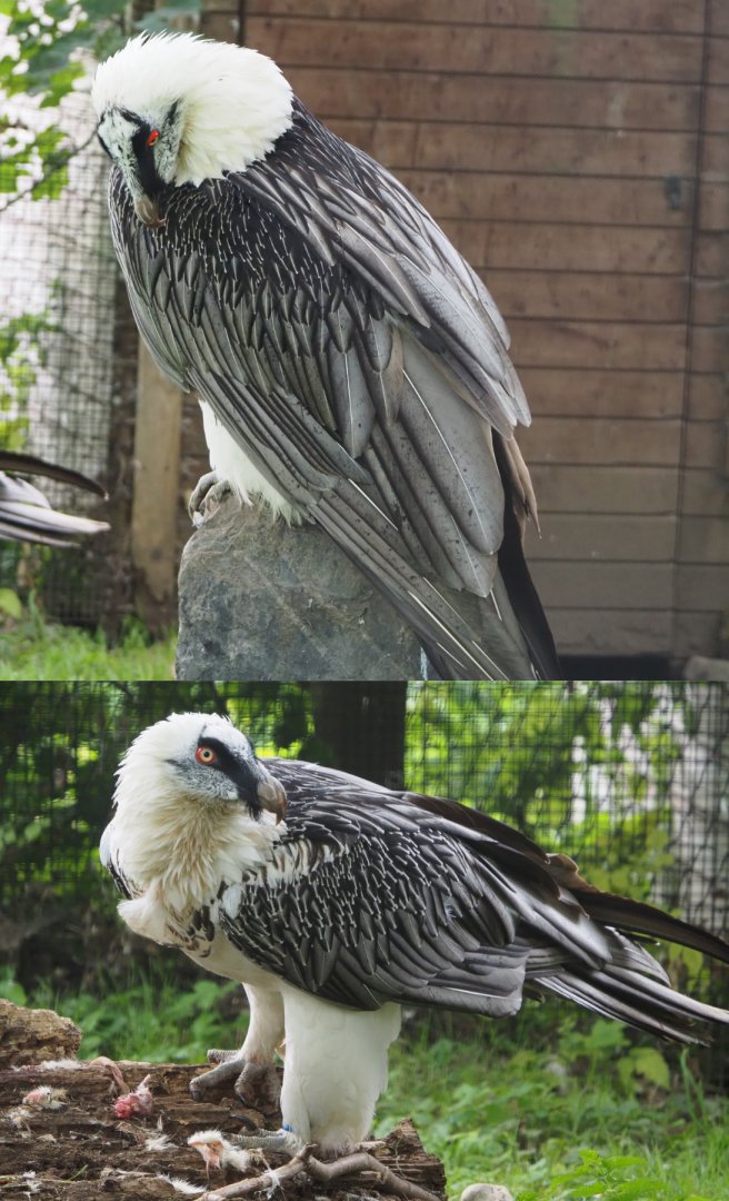 Bearded Vulture or Lammergeier (Gypaetus barbatus barbatus), 2020-09-02