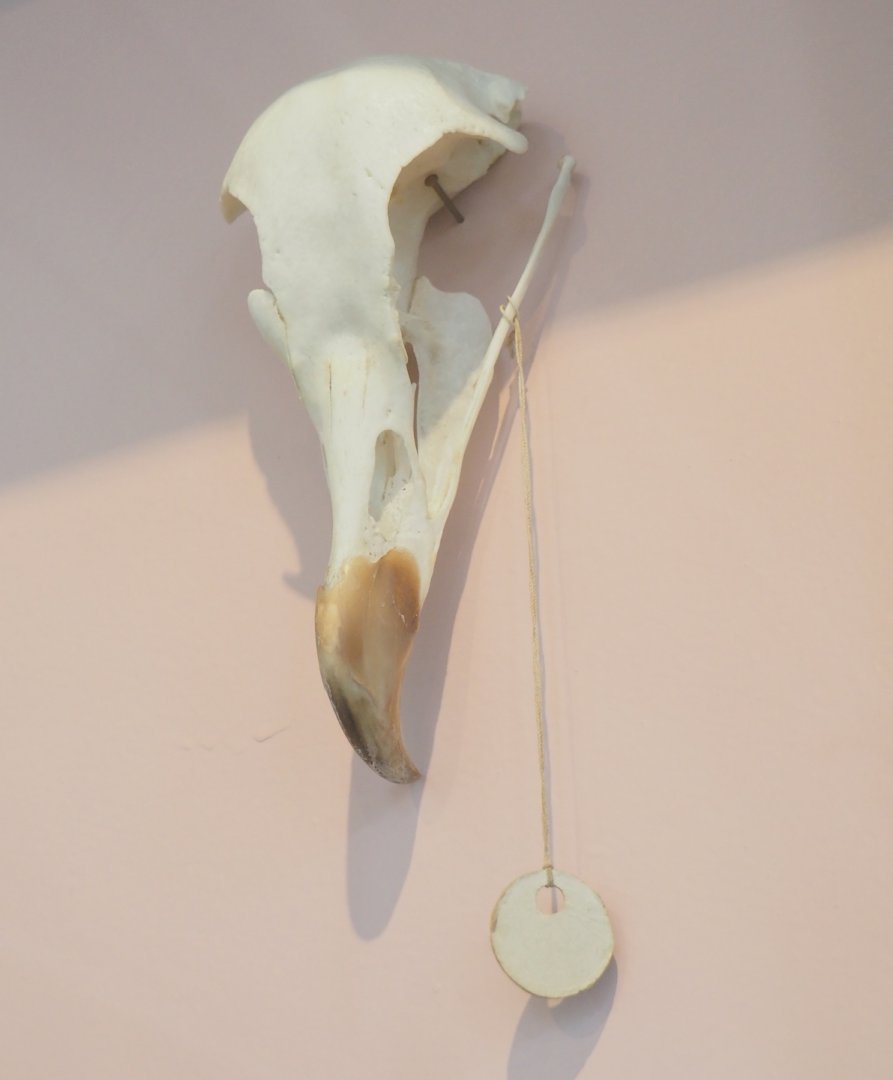 Bearded vulture skull, 2023-04-08