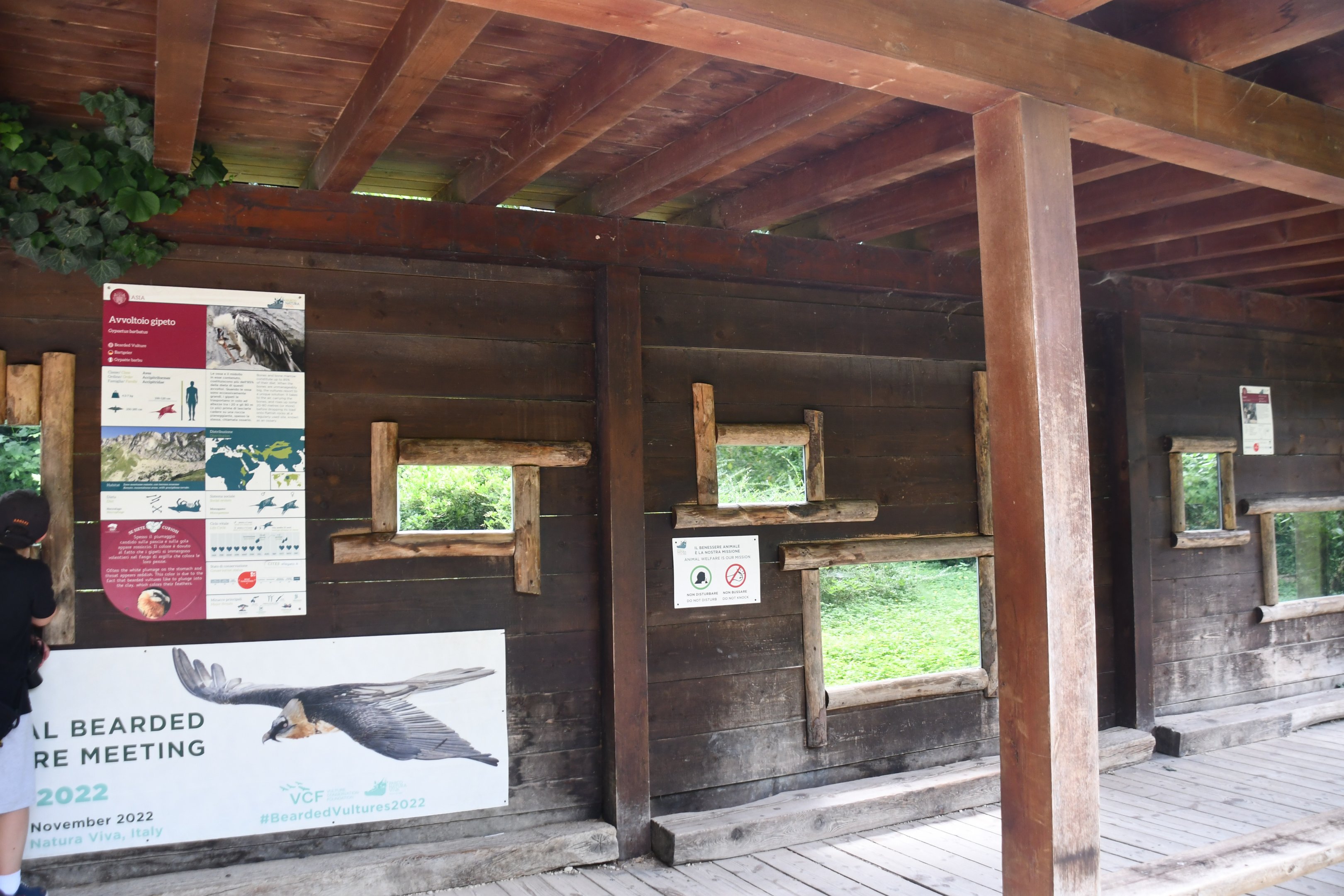 Bearded Vulture viewing area