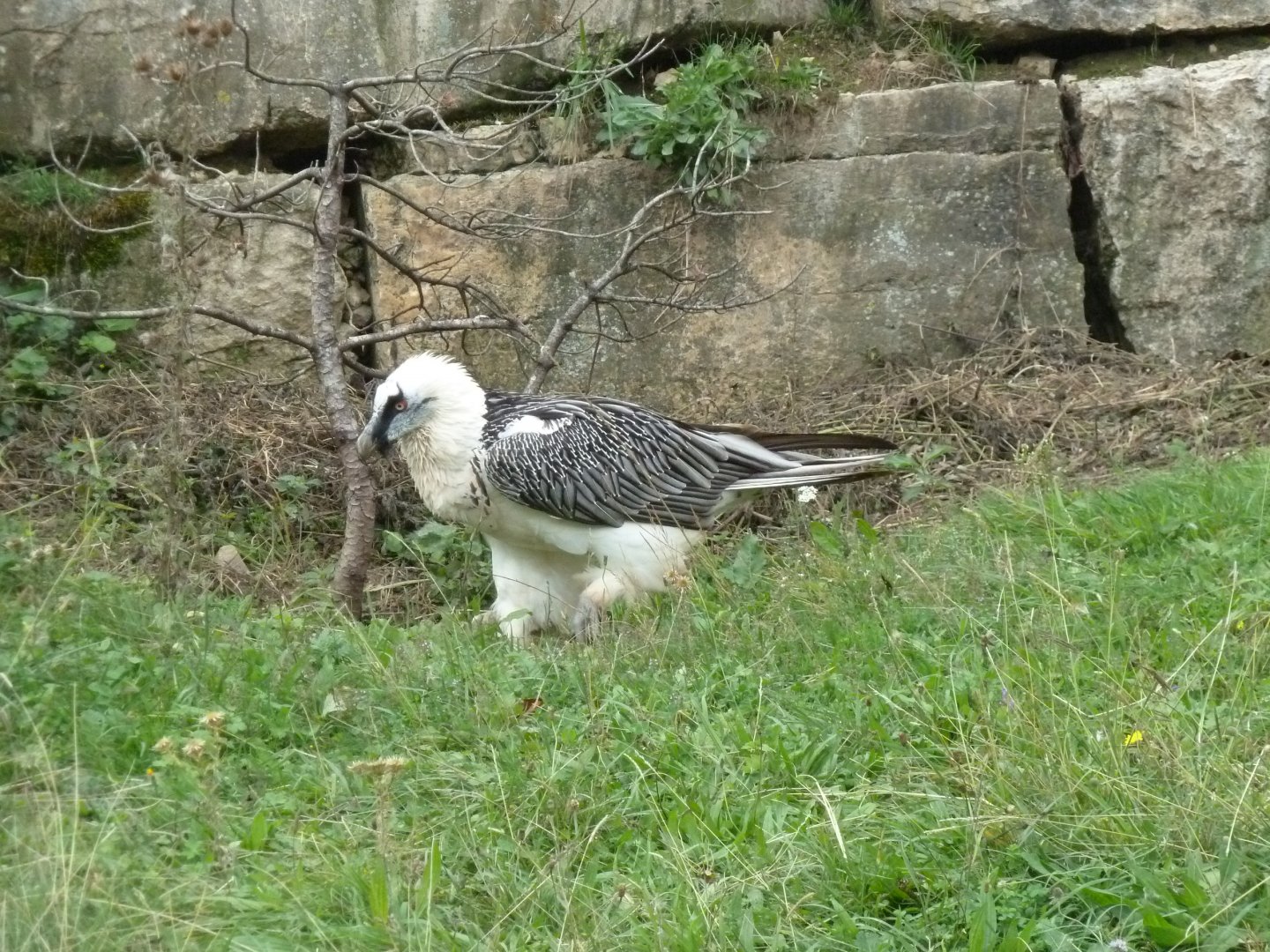 Bearded vulture walk-through - Bearded vulture (Gypaetus barbatus barbatus)