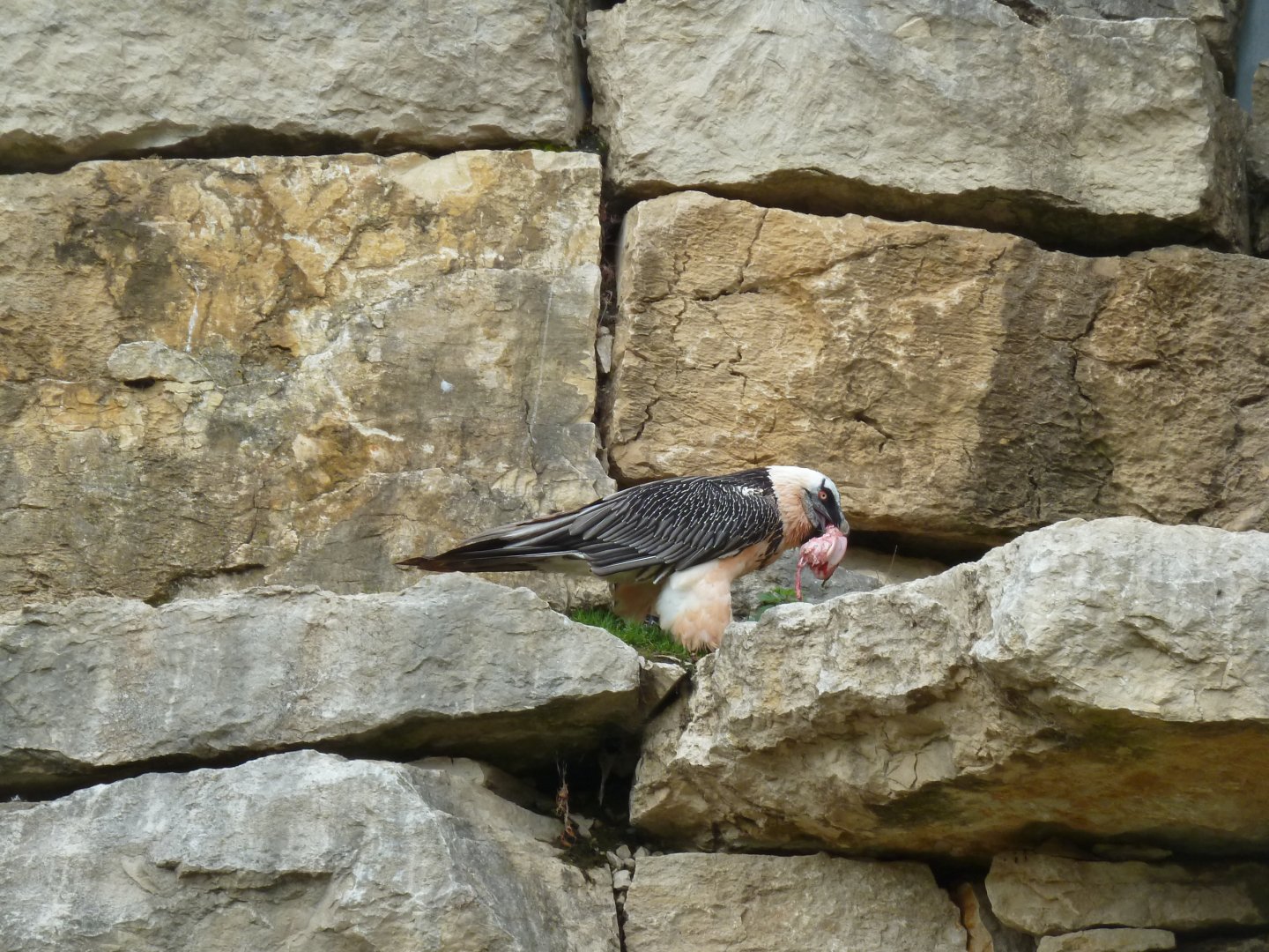 Bearded vulture walk-through - Bearded vulture (Gypaetus barbatus barbatus)
