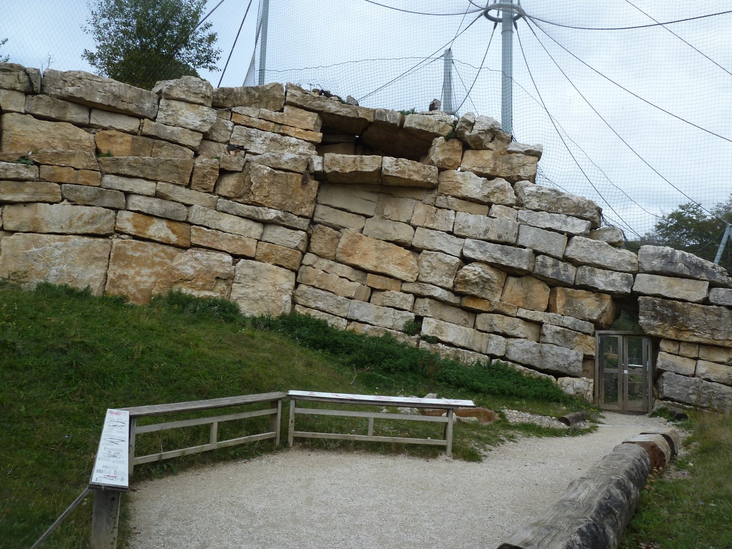 Bearded vulture walk-through