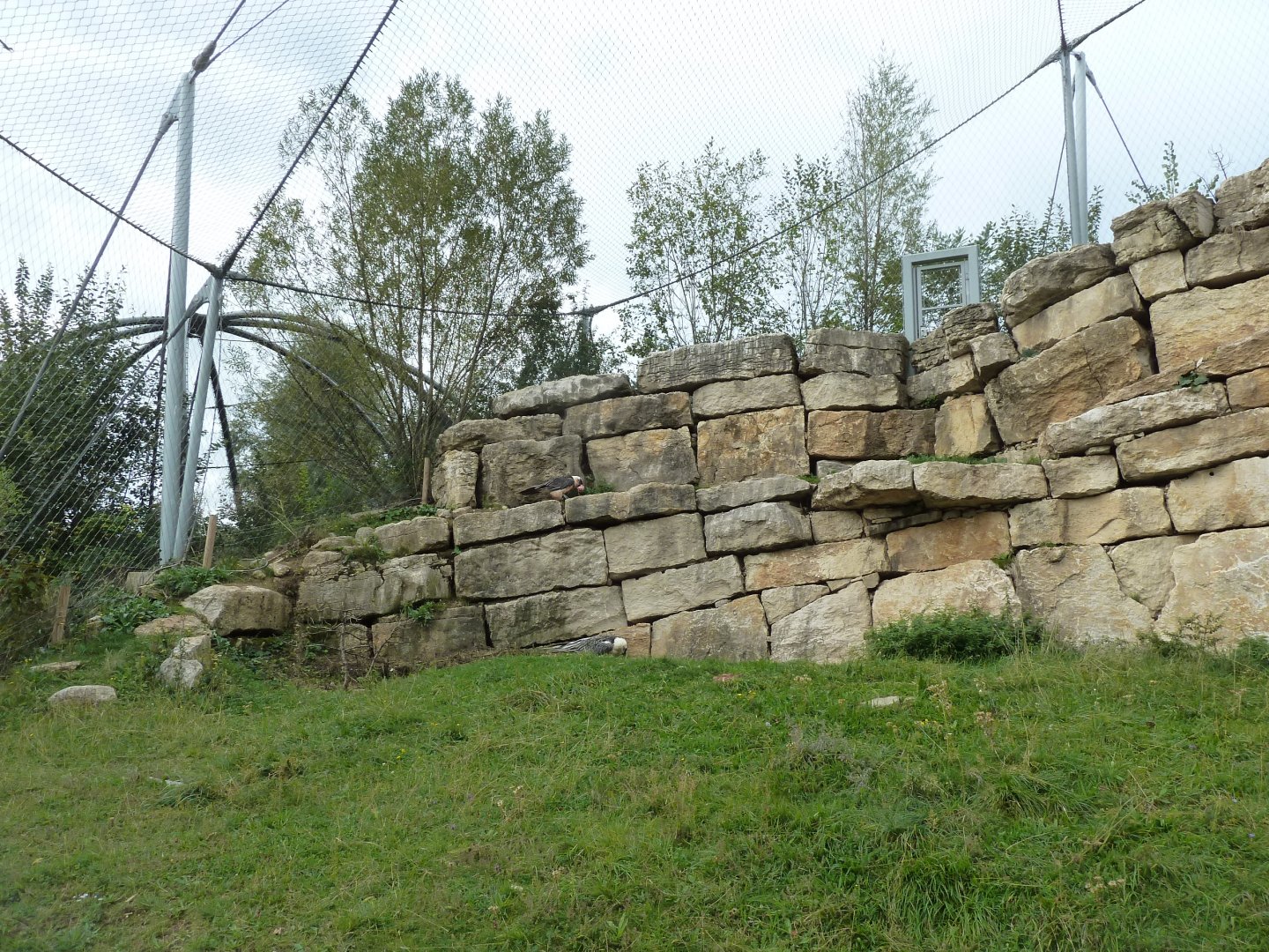 Bearded vulture walk-through