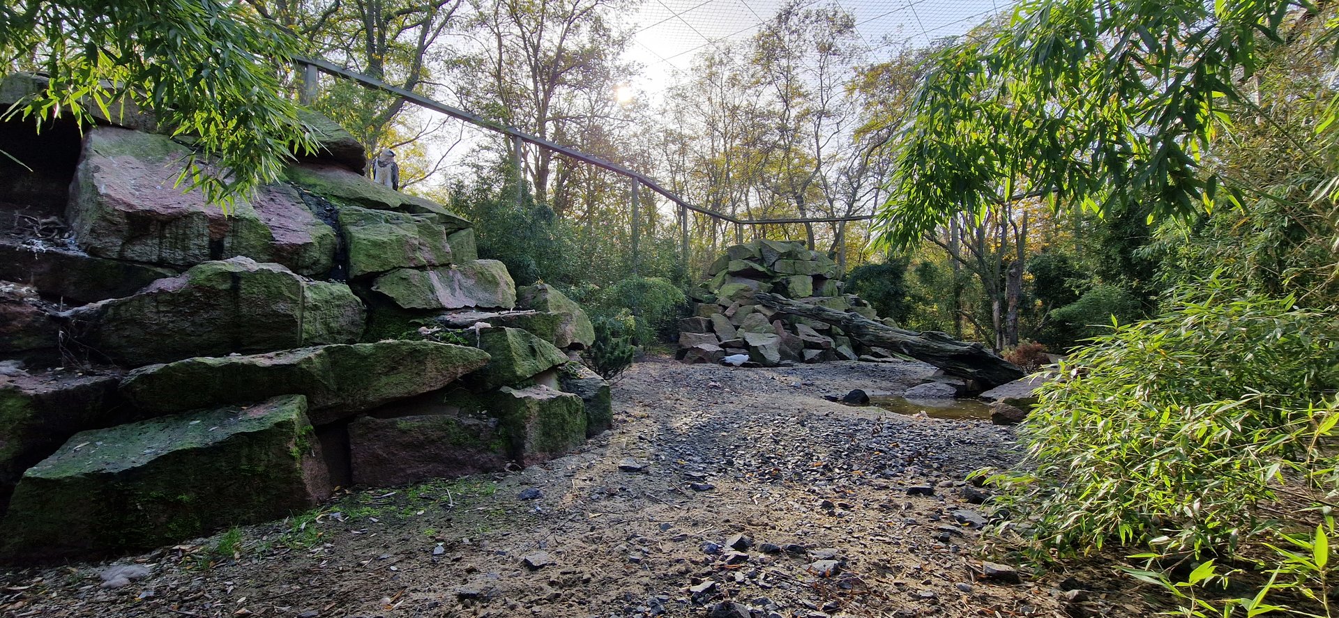 Bearded Vulture/White-eared pheasant exhibit