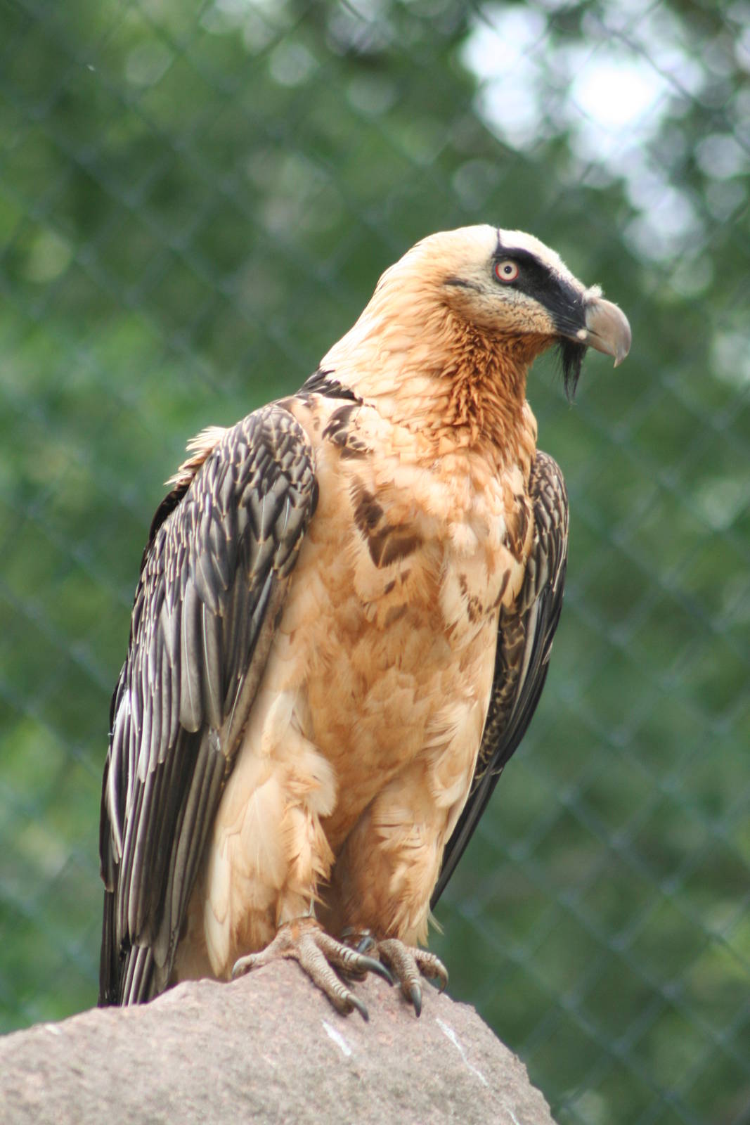 Bearded vulture