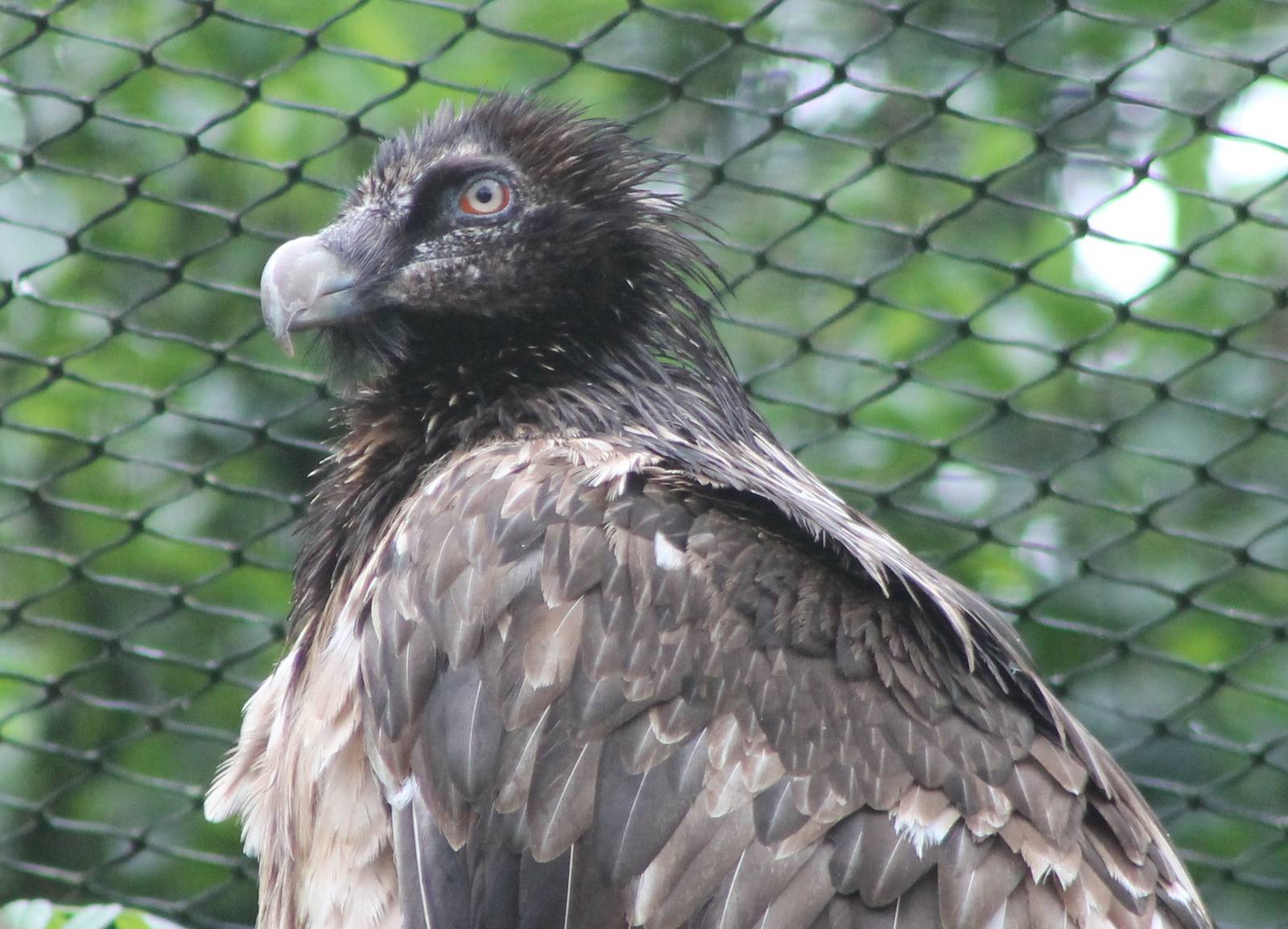 Bearded vulture