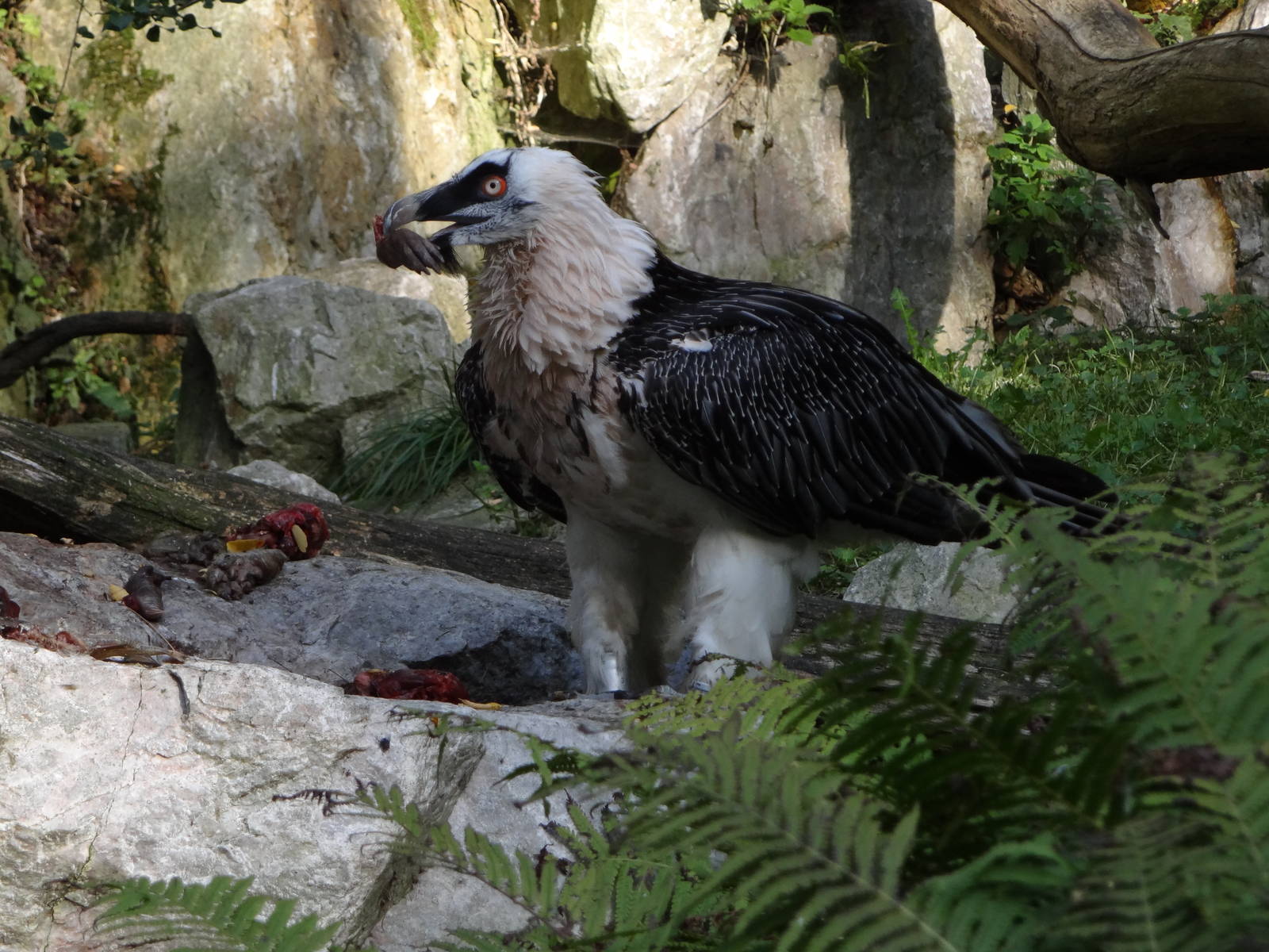 Bearded Vulture