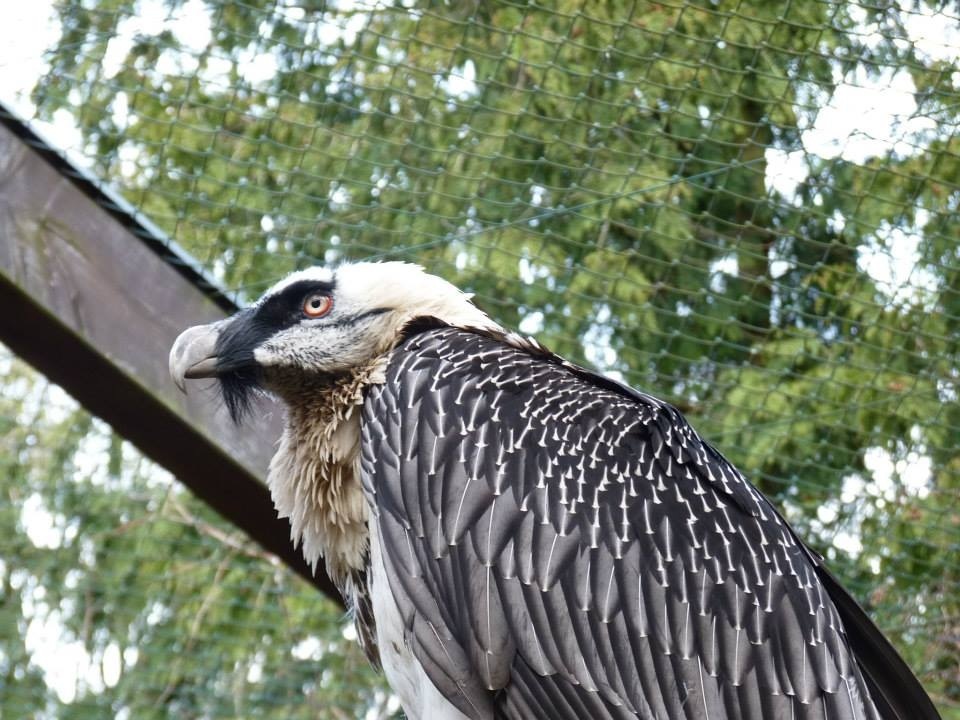 Bearded vulture