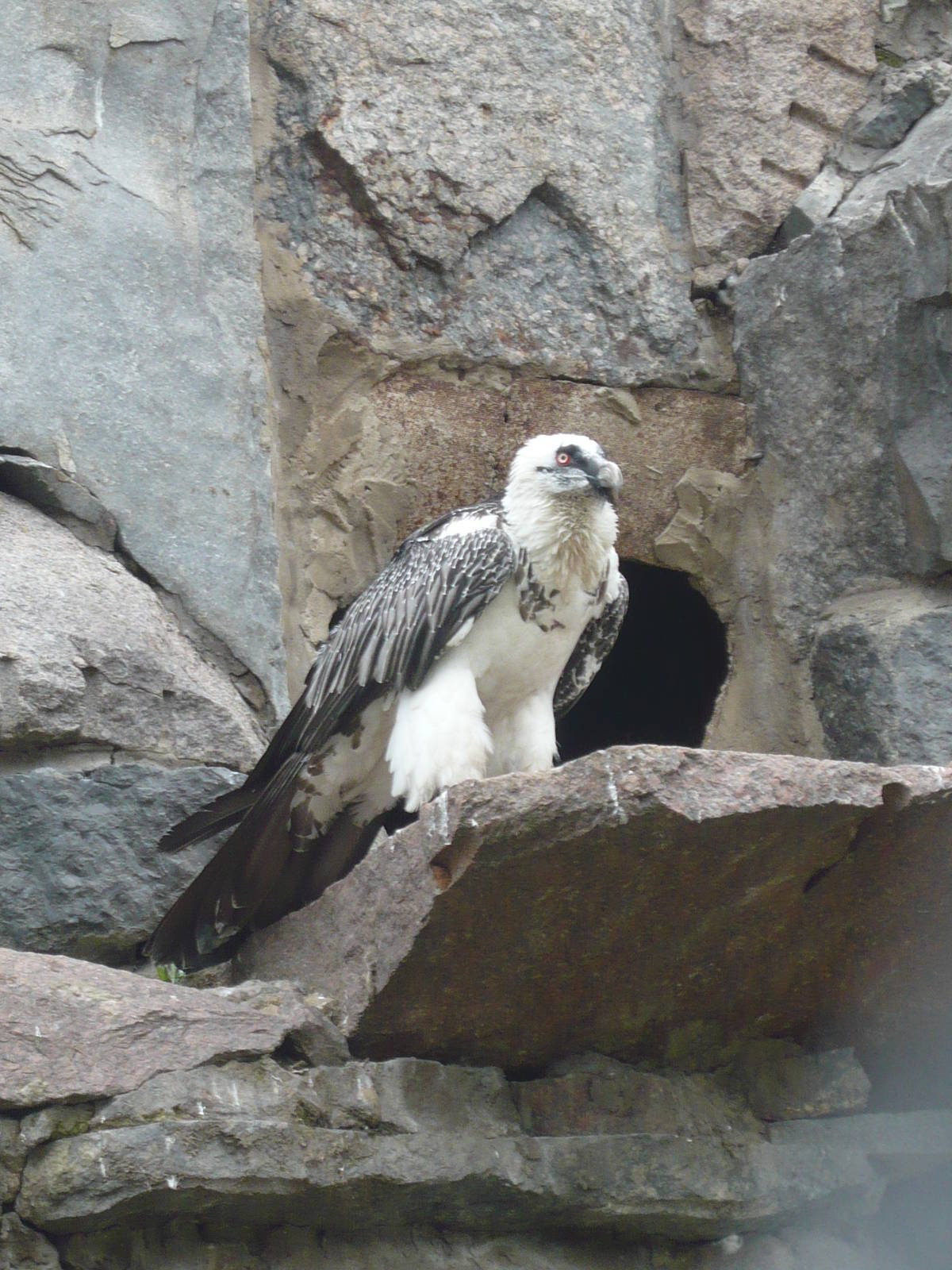 Bearded vulture