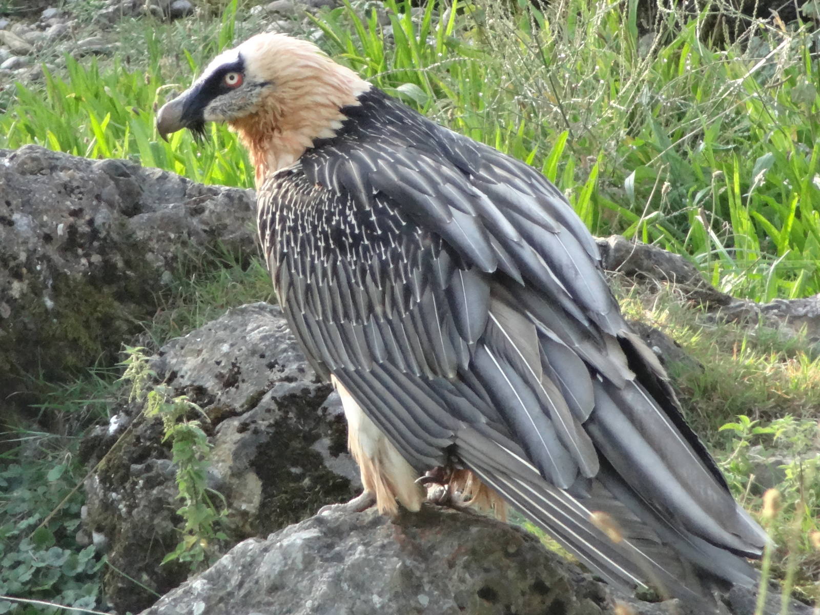Bearded Vulture