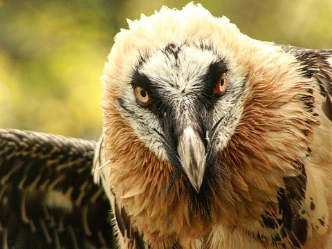 Bearded Vulture
