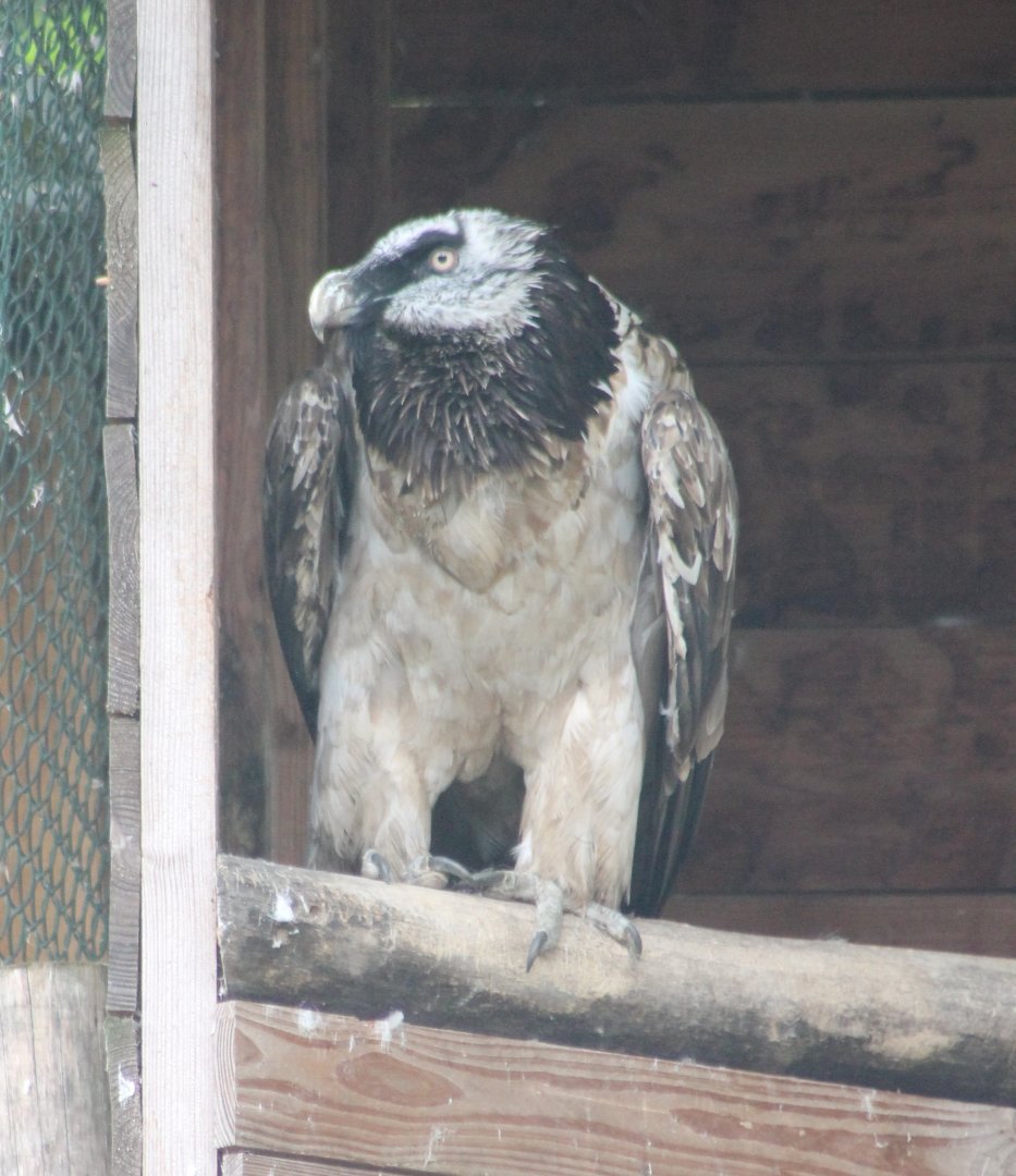 Bearded vulture
