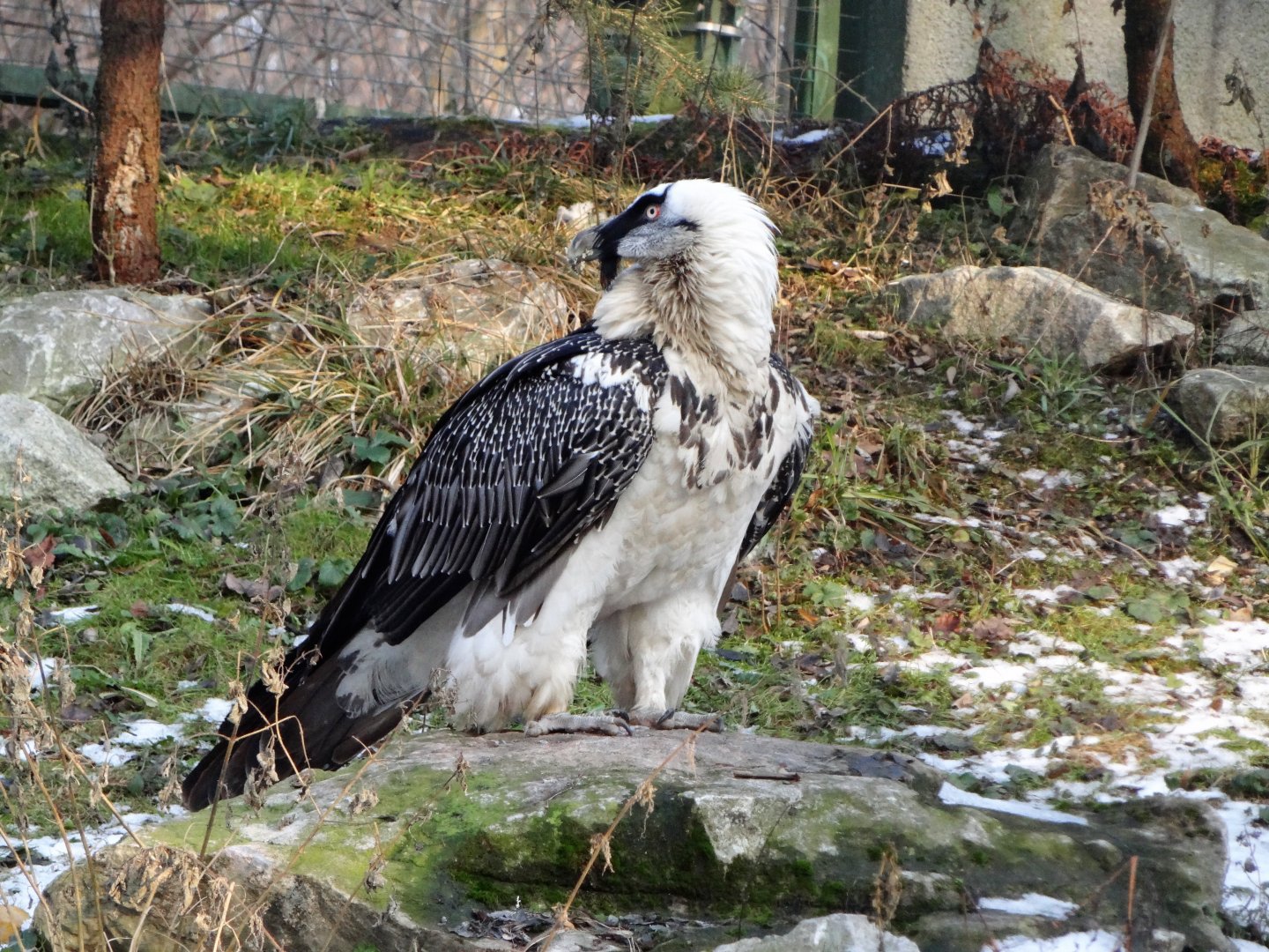 Bearded Vulture