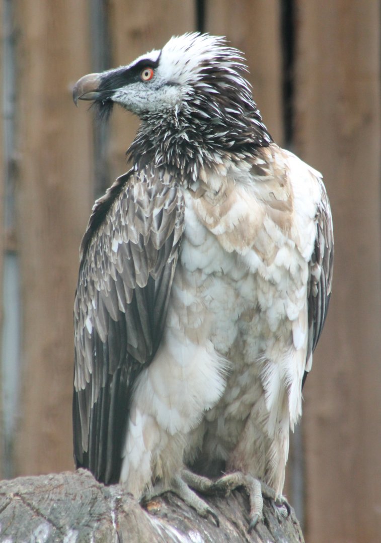 Bearded vulture