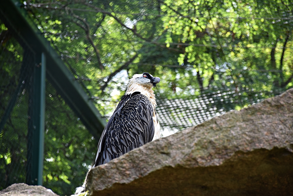 Bearded vulture
