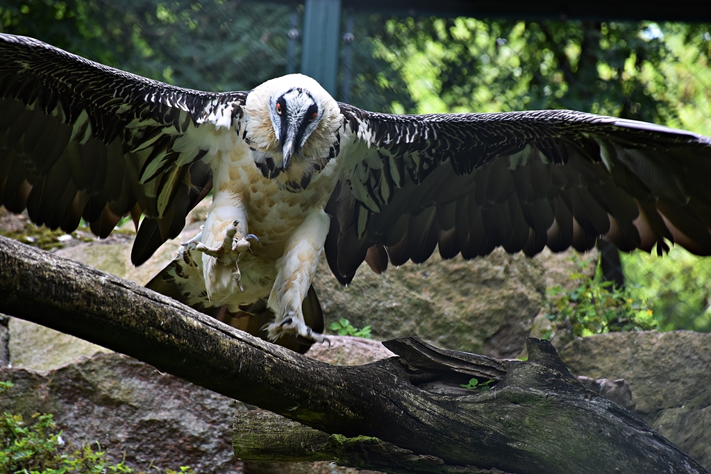 Bearded vulture