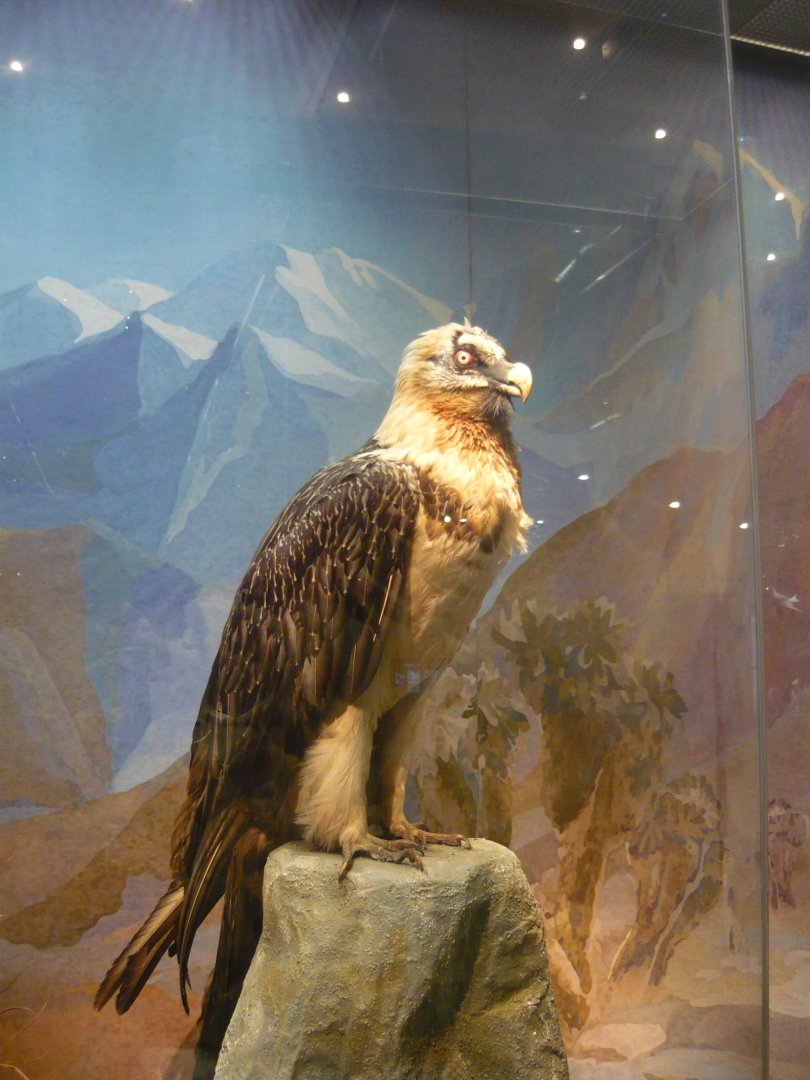 Bearded vulture
