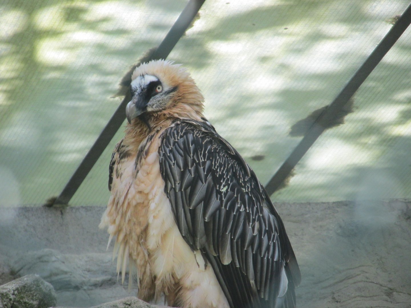 bearded vulture