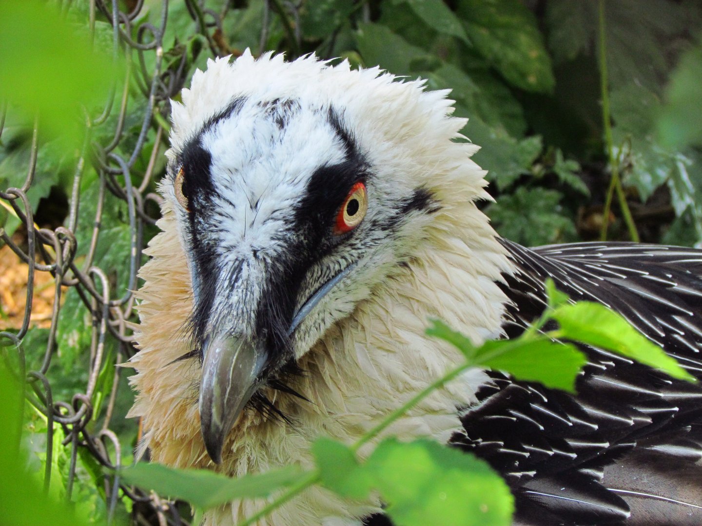 Bearded vulture