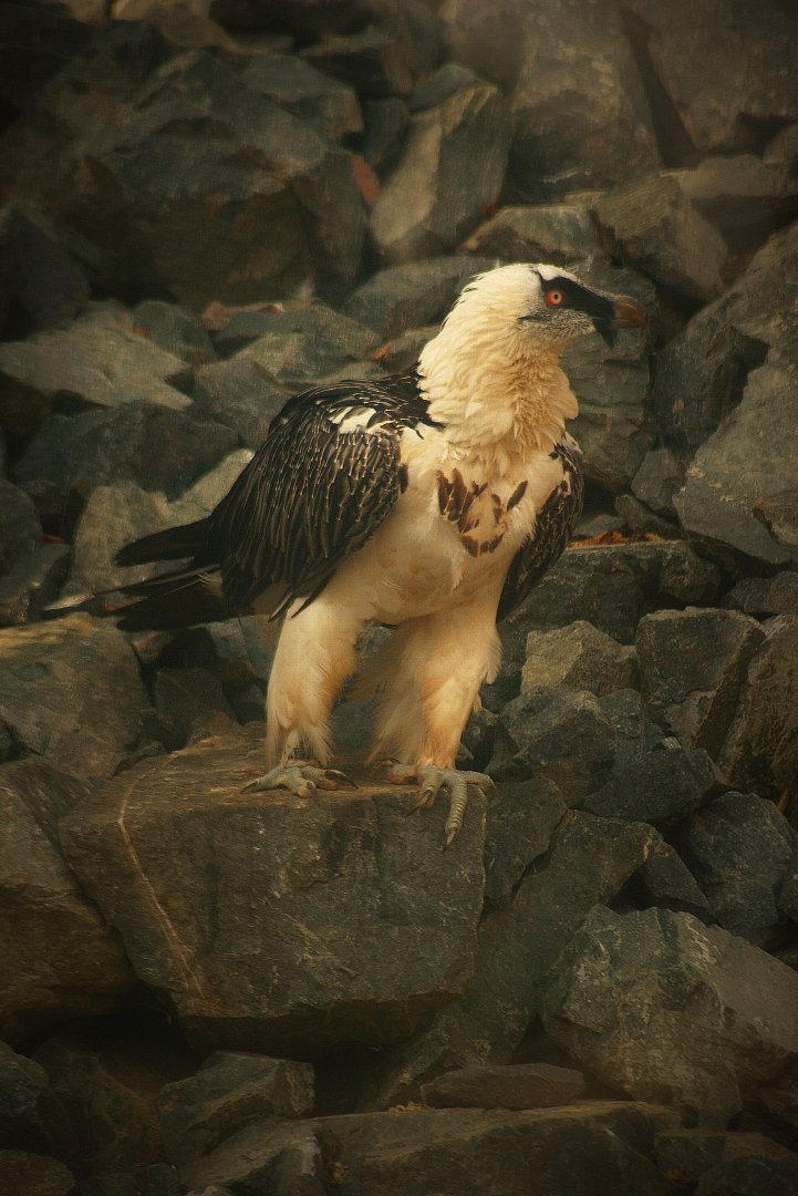 Bearded vulture