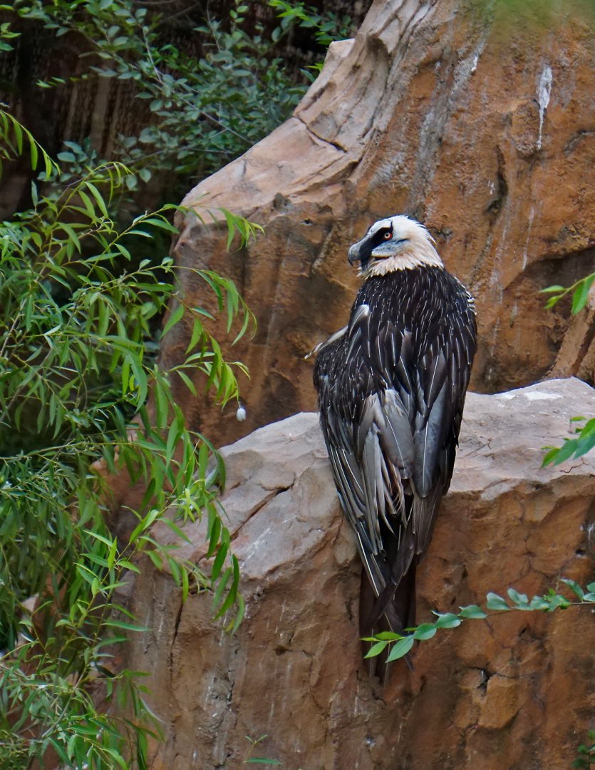 Bearded vulture