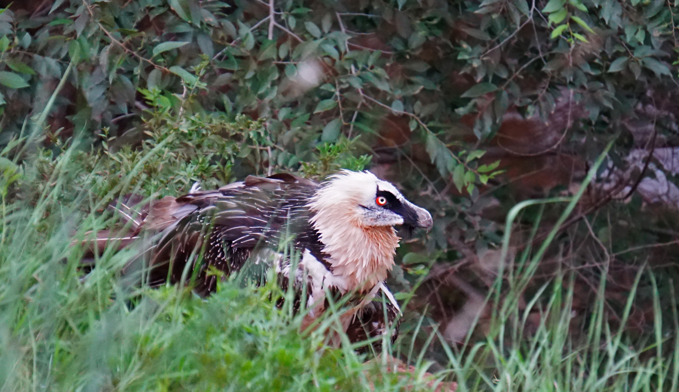 Bearded vulture