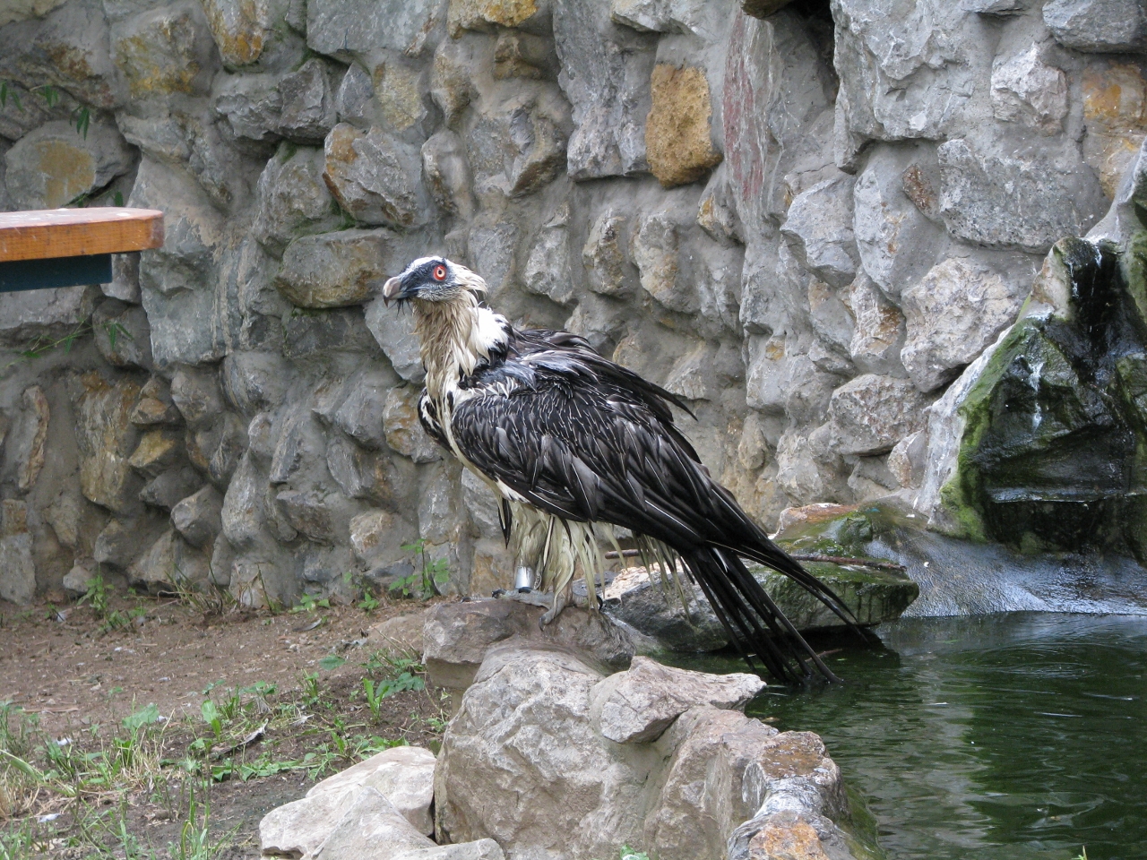 Bearded vulture