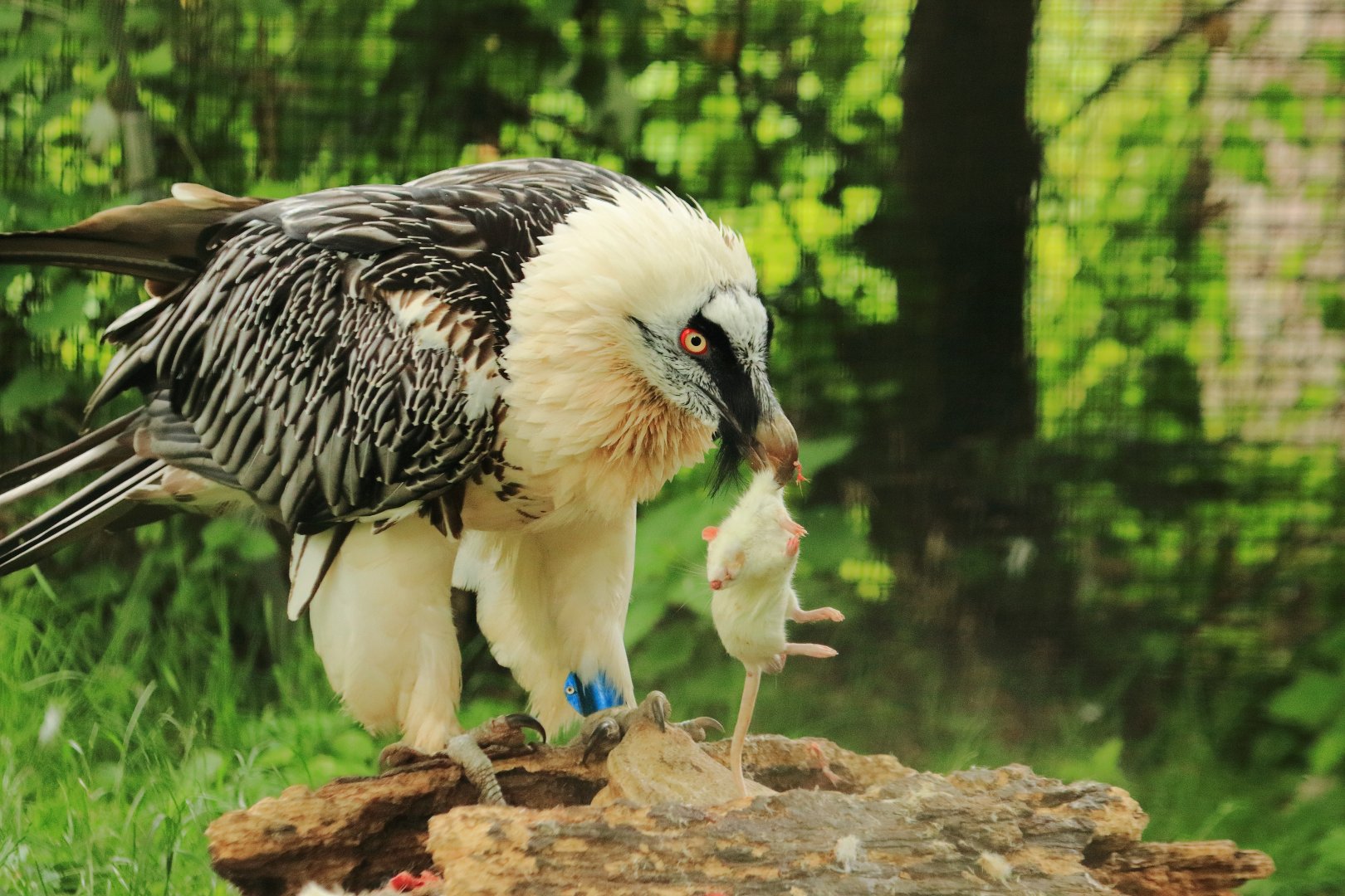 Bearded vulture