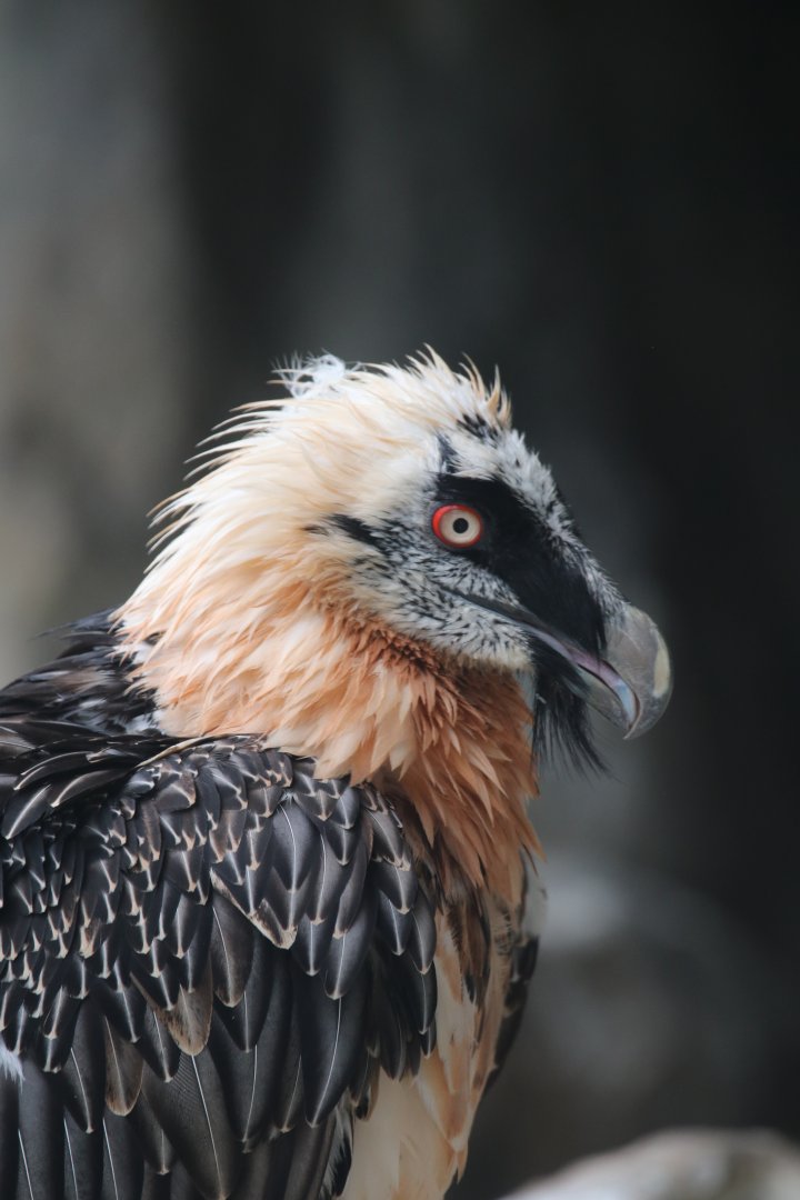 Bearded Vulture
