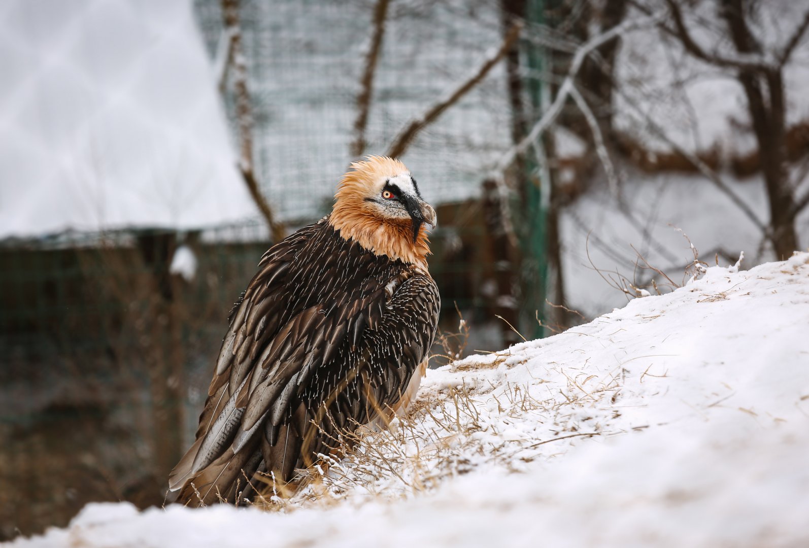 Bearded vulture