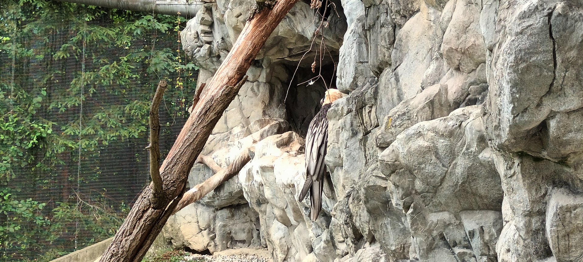 Bearded Vulture
