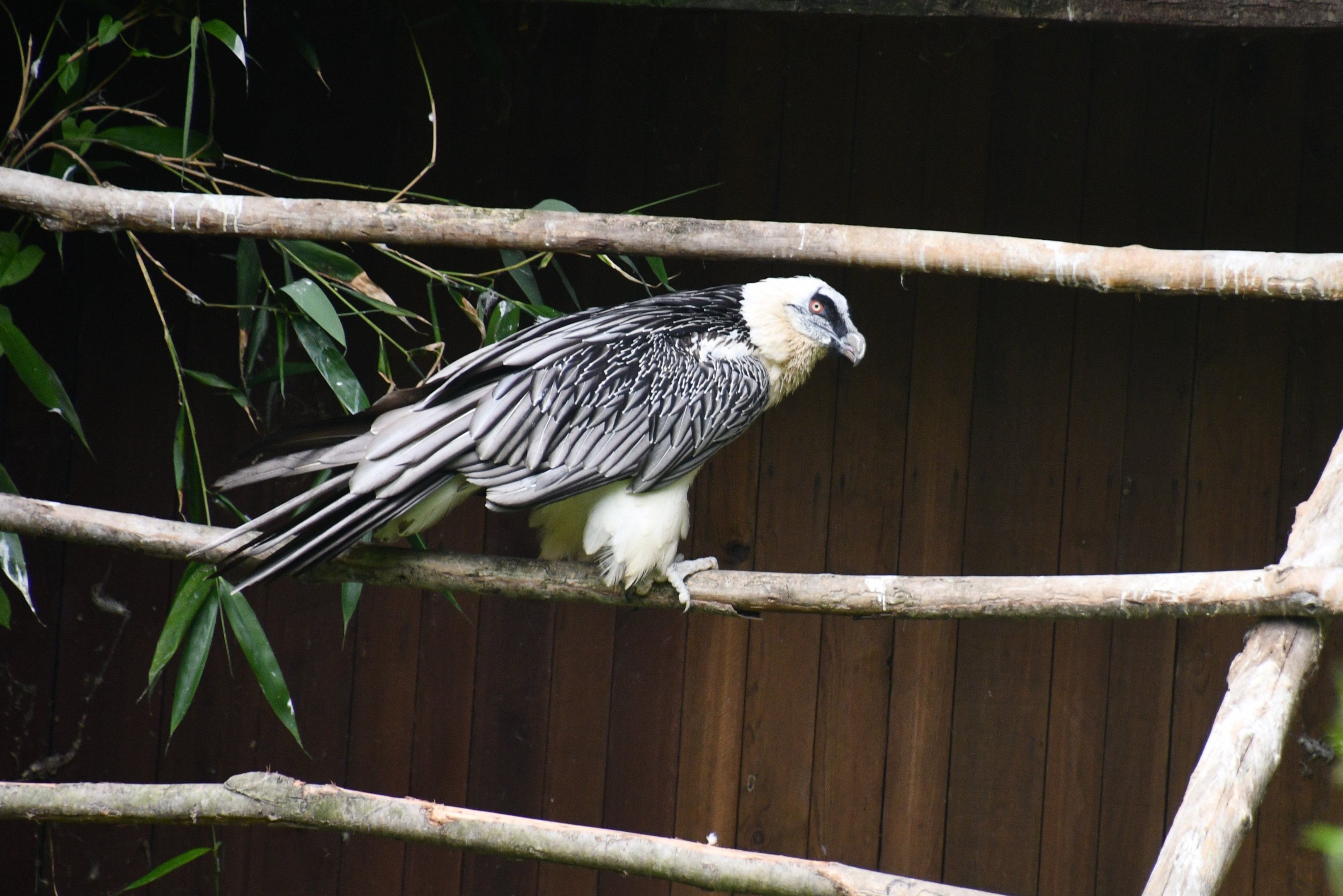Bearded Vulture