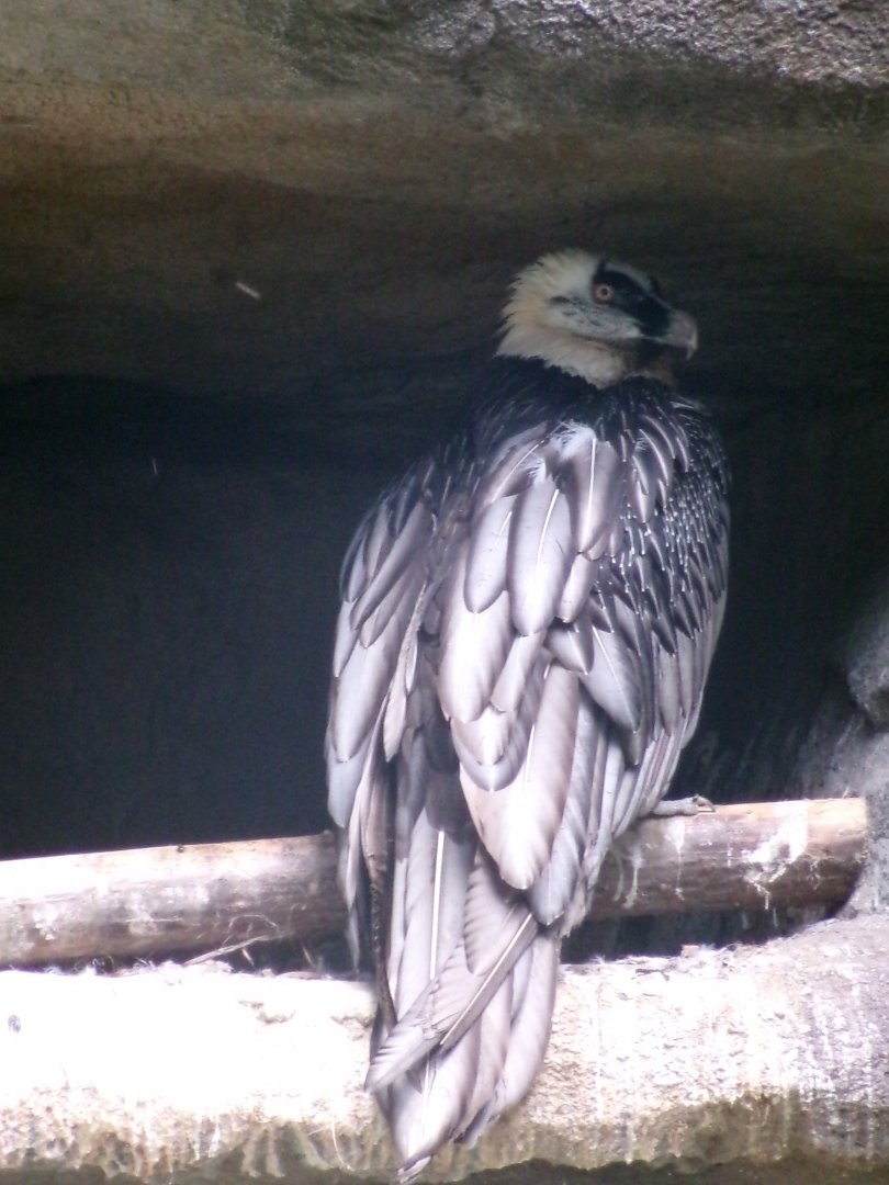 Bearded vulture