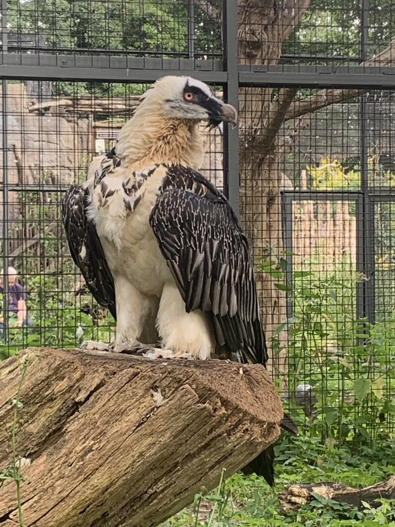 Bearded vulture