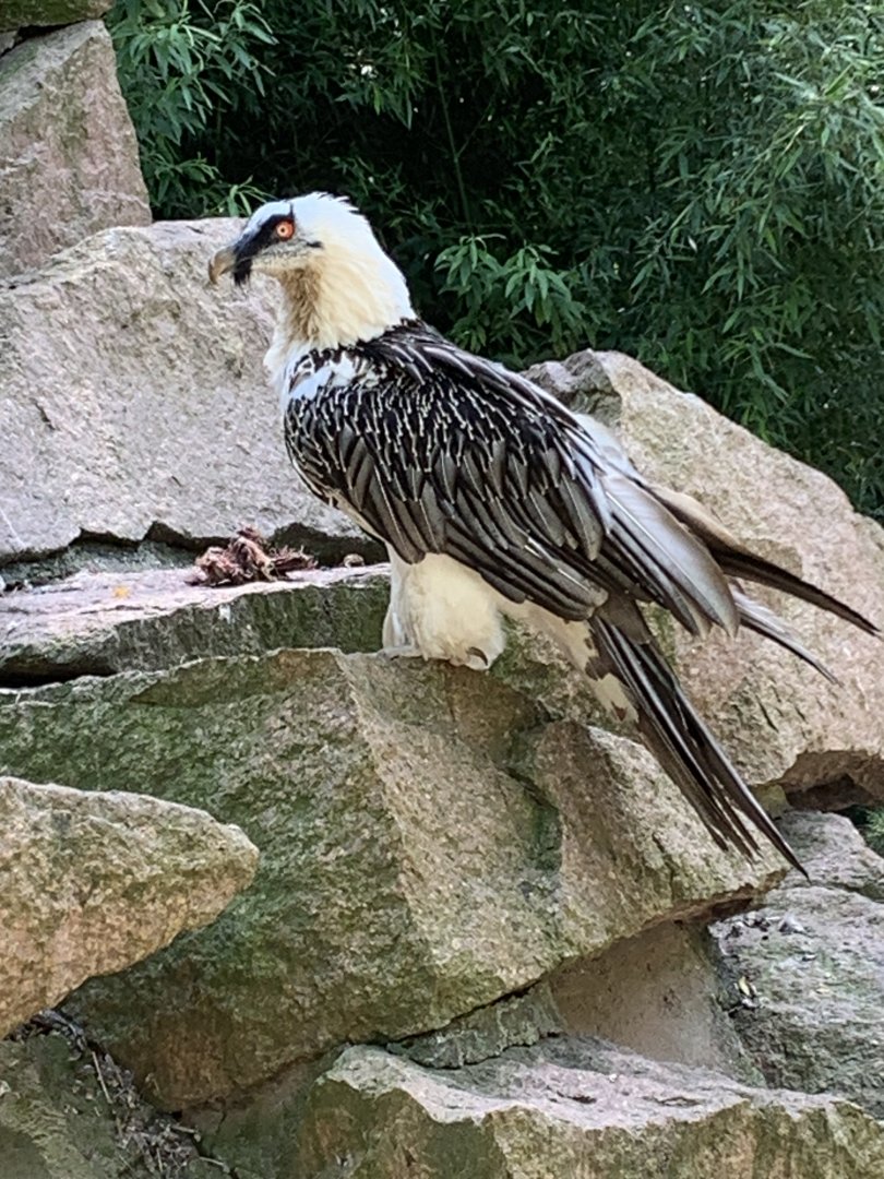 Bearded vulture