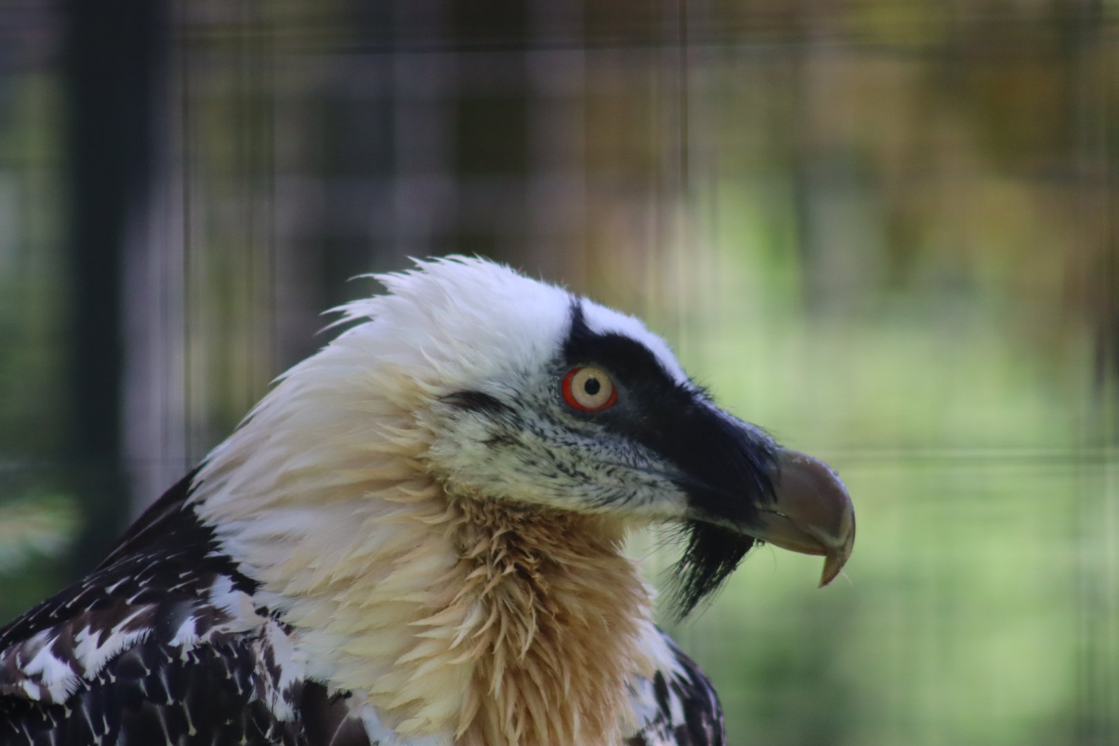 Bearded Vulture