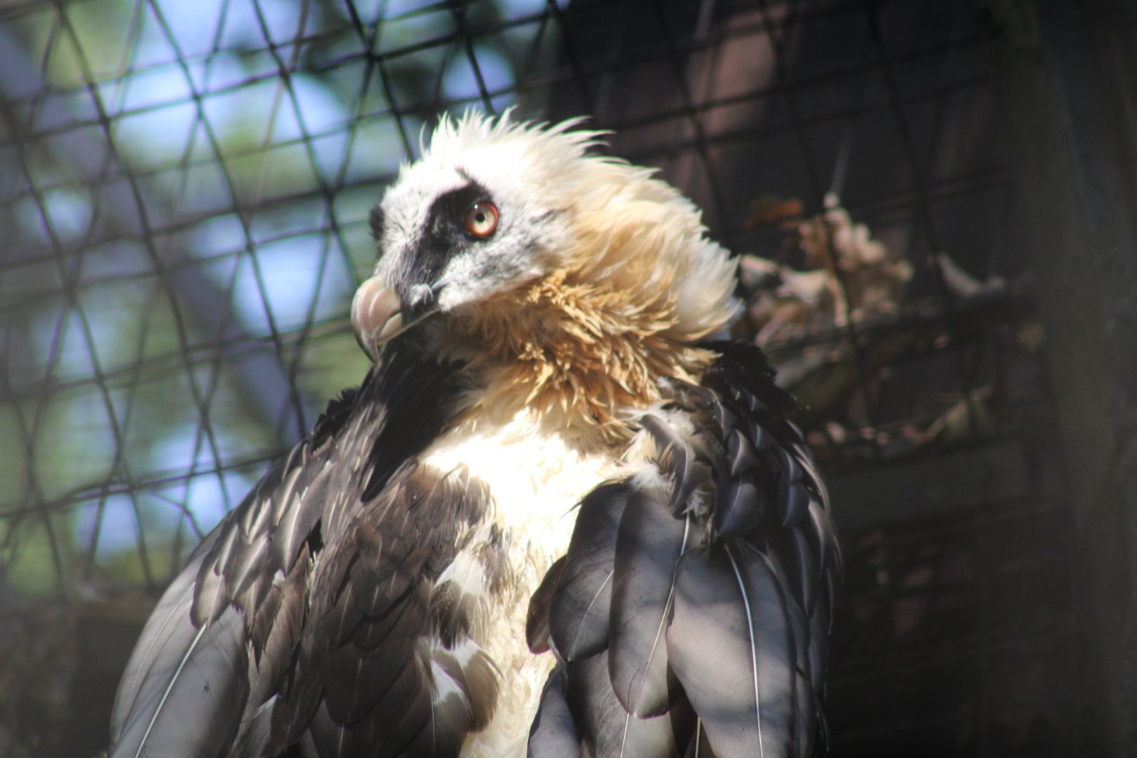 Bearded Vulture